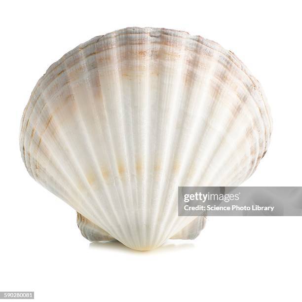scallop shell - concha parte del cuerpo animal fotografías e imágenes de stock