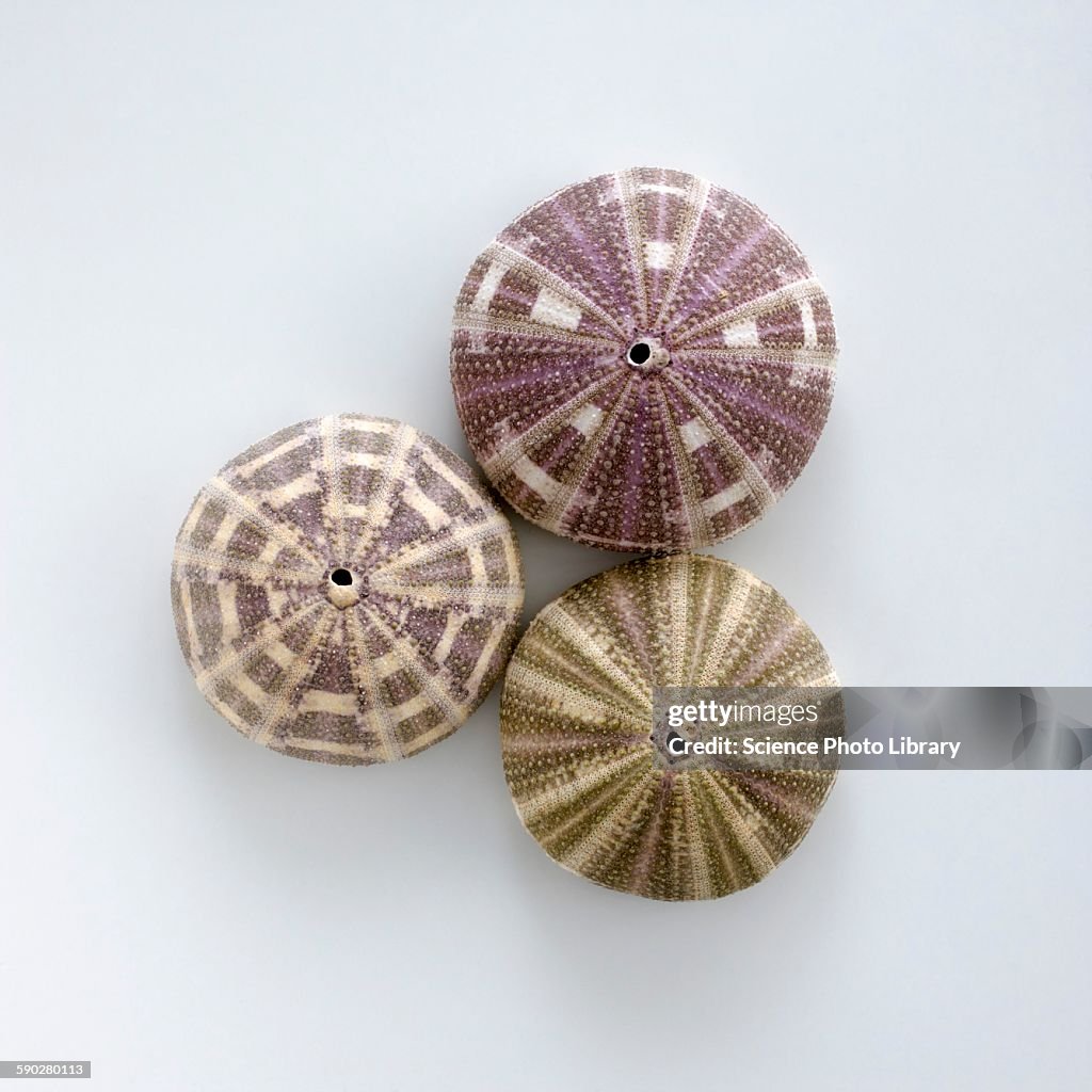 Sea urchin shells