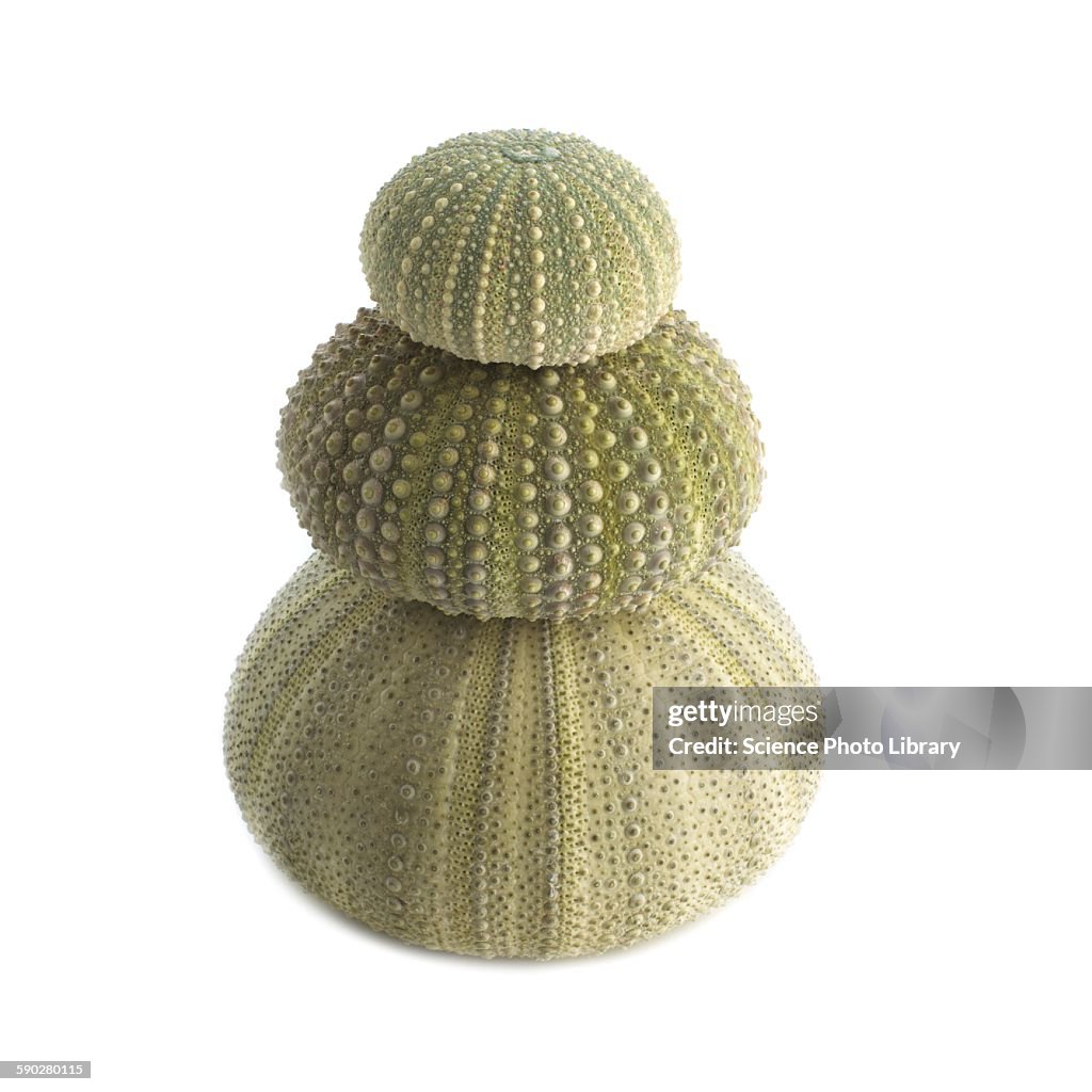 Green sea urchin shells