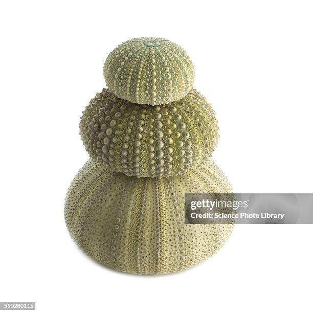 green sea urchin shells - green sea urchin stock pictures, royalty-free photos & images