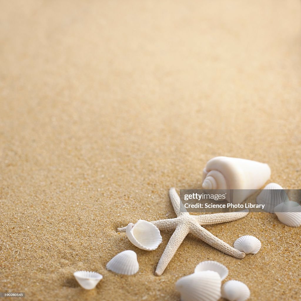 Sea shells and star fish on sand