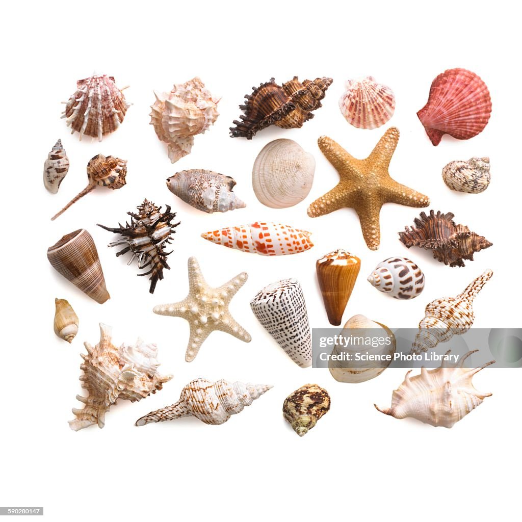 Selection of sea shells and star fish