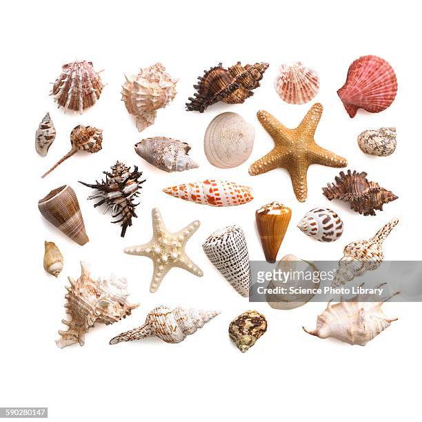 selection of sea shells and star fish - conchiglia foto e immagini stock