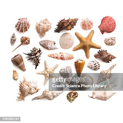 31,418 Seashell Stock Photos, High-Res Pictures, and Images