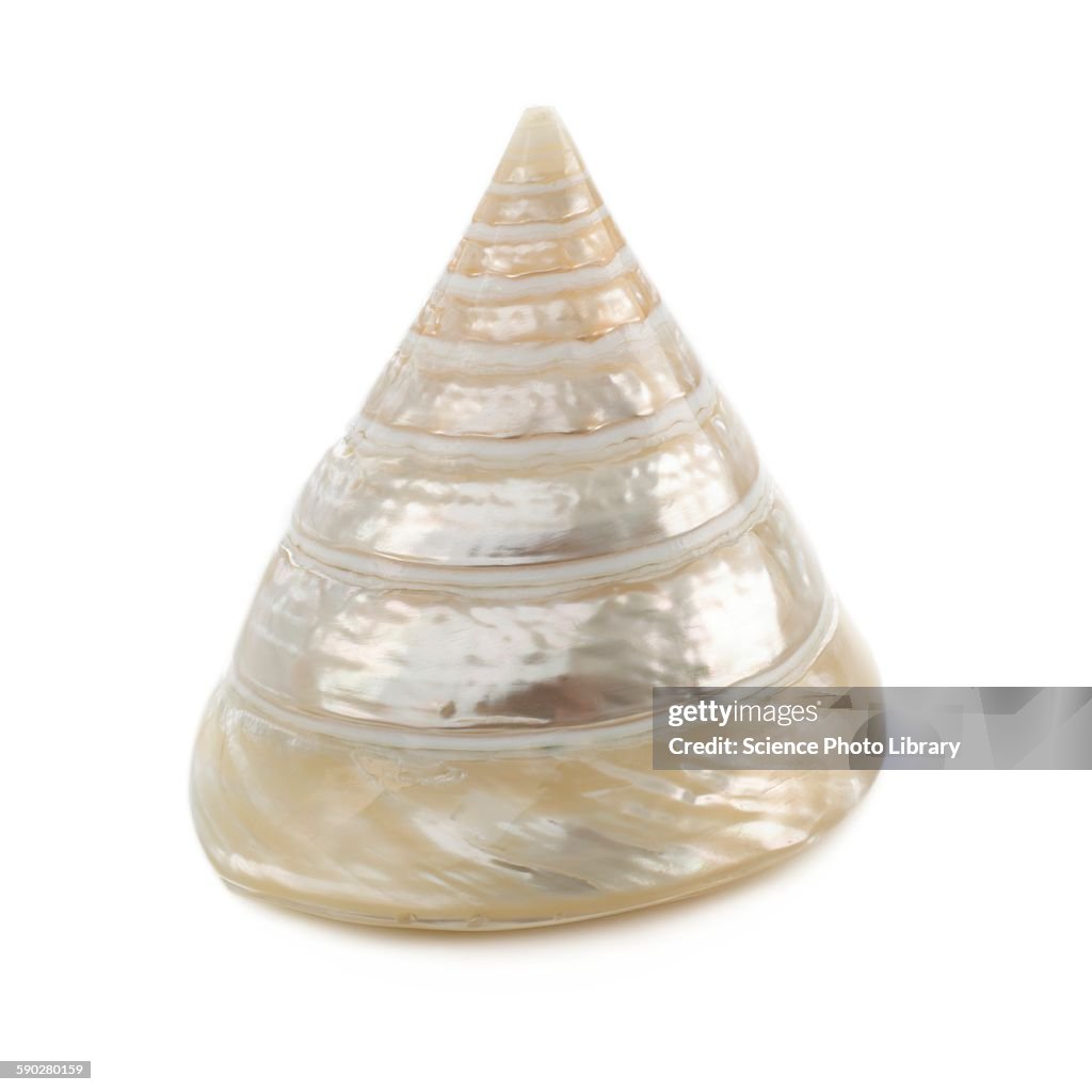 Pearlised troca shell