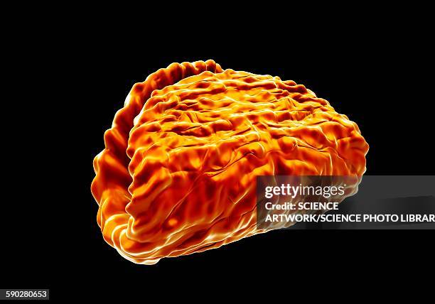 alstroemeria anther and pollen - alstroemeria stock illustrations