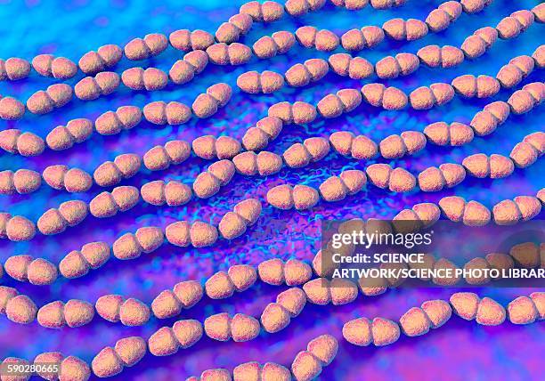 enterococcus faecalis bacterium - enterococcus stock illustrations
