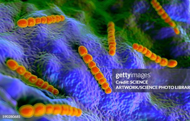 streptococcus pneumoniae bacteria - streptococcus pneumoniae stock illustrations