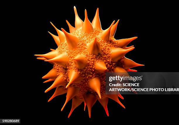 sunflower pollen - pollen stock illustrations