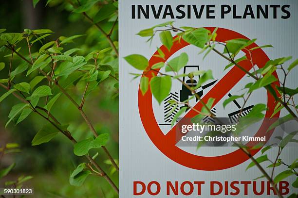 japanese knotweed partially covers an invasive plant sign. - japanese knotweed fotografías e imágenes de stock
