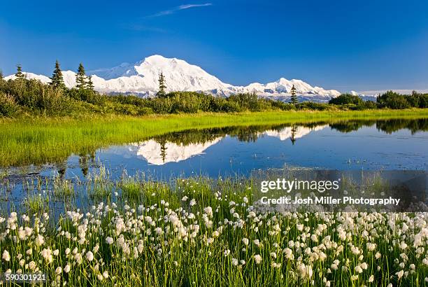 alaska cotton with denali reflected in pond, denali national park, alaska - denali national park foto e immagini stock