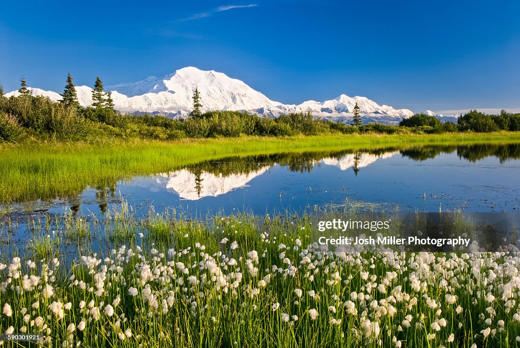 Alaska Cotton with Denali reflected in pond, Denali National Park, Alaska