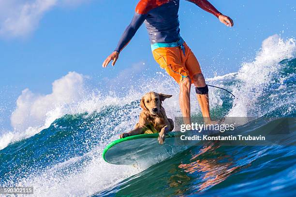 surfer with a dog on the surfboard. - dog surfing competition foto e immagini stock