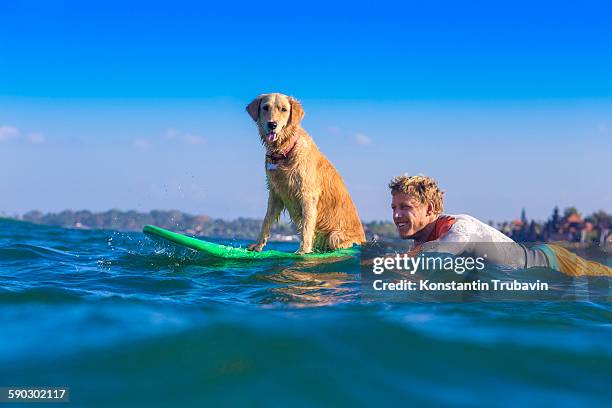 surfer with a dog on the surfboard. - surf dog competition stock pictures, royalty-free photos & images