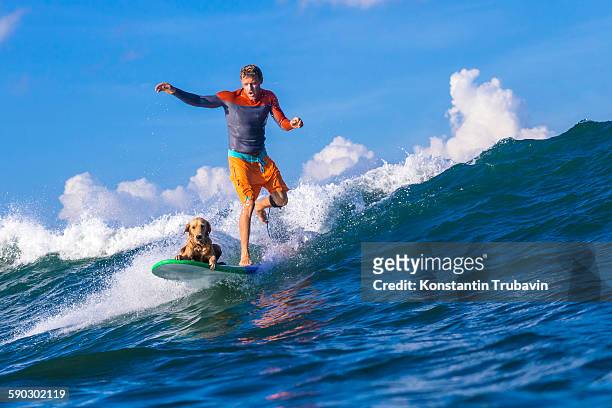 surfer with a dog on the surfboard. - surf dog competition stock pictures, royalty-free photos & images