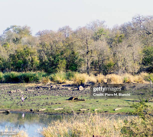 kruger national park - wildlife reserve stock pictures, royalty-free photos & images