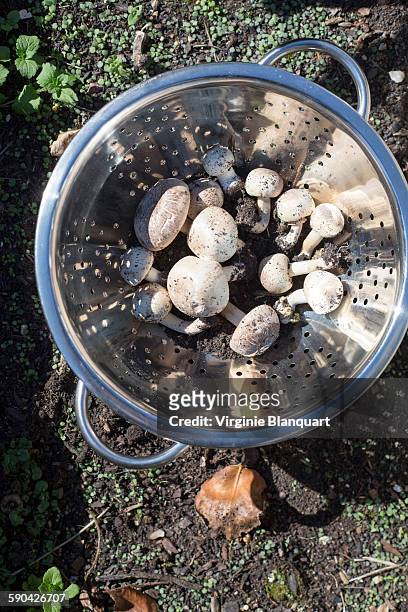 champignons de paris, parisian mushroom - colander stockfoto's en -beelden