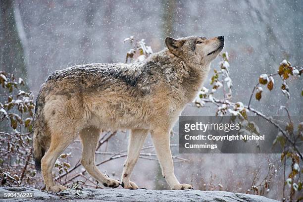 easter gray wolf in winter - michael wolf - fotografias e filmes do acervo