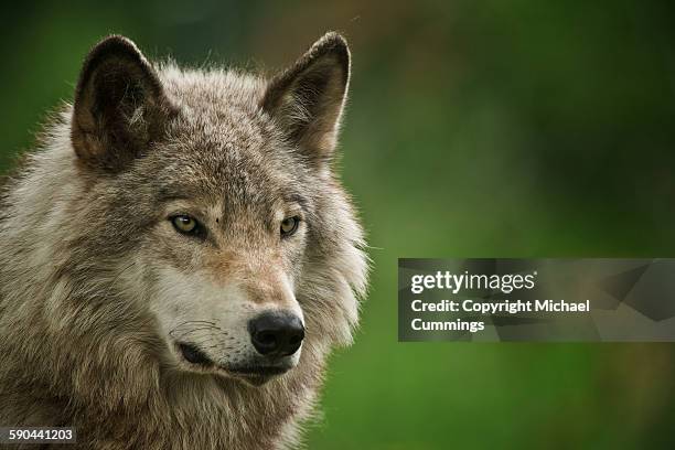 gray wolf - lobo fotografías e imágenes de stock