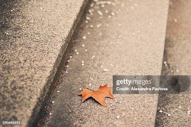 autumn leaf fallen on steps - alexandra pavlova foto e immagini stock