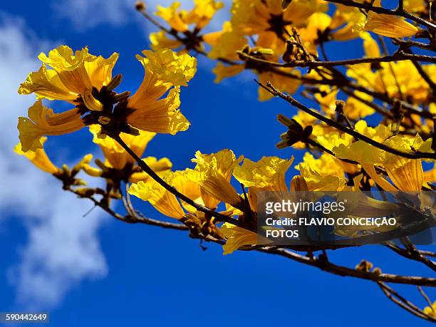 tree flower ipe-yellow - ipe yellow stock pictures, royalty-free photos & images