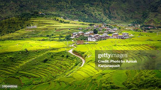 rice terraces near chimi lhakhang temple - bhutan stock pictures, royalty-free photos & images