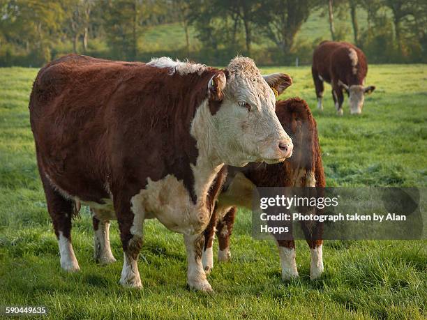 hereford cow and calf - hereford stock-fotos und bilder