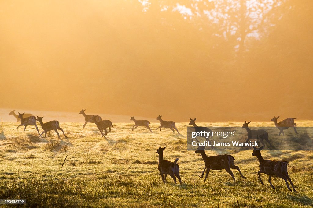 Fallow deer on the move across pasture at dawn