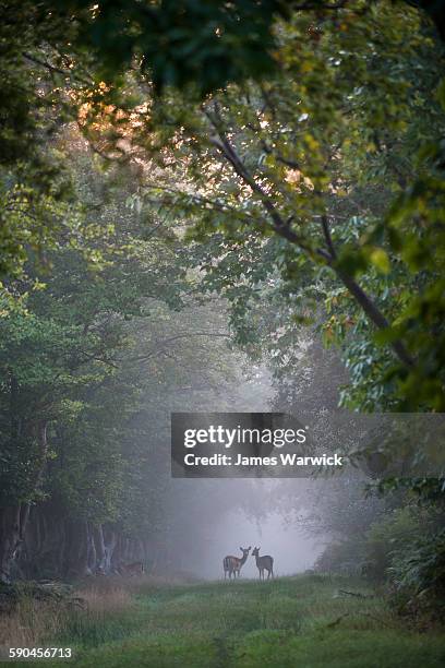 fallow deer on track through beech woods at dawn - daim photos et images de collection