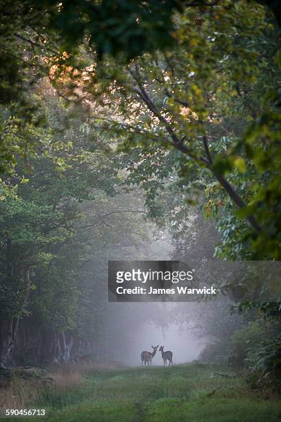 fallow deer on track through beech woods at dawn - sussex stock pictures, royalty-free photos & images