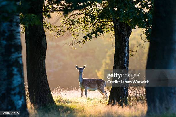 fallow deer between silver birch and oak trees - concept does not exist stock-fotos und bilder