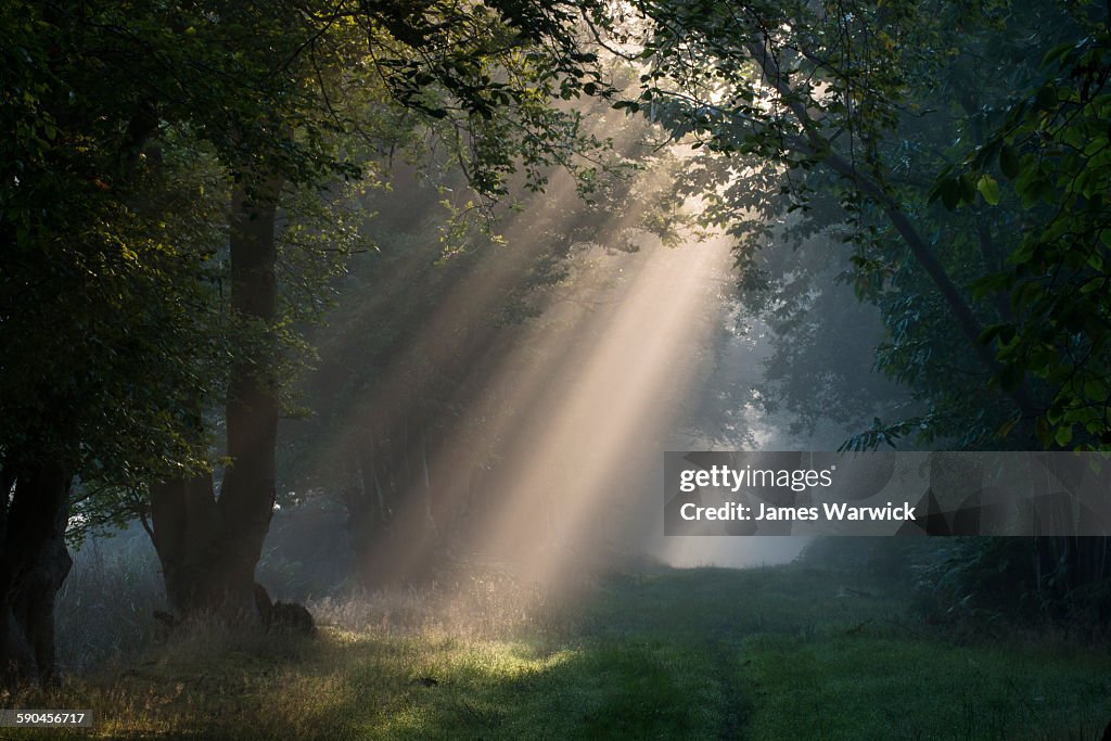 Early morning sun rays filtering through woods