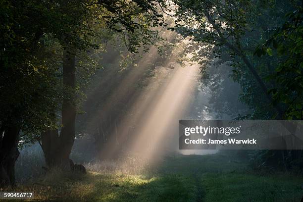 early morning sun rays filtering through woods - éthéré photos et images de collection