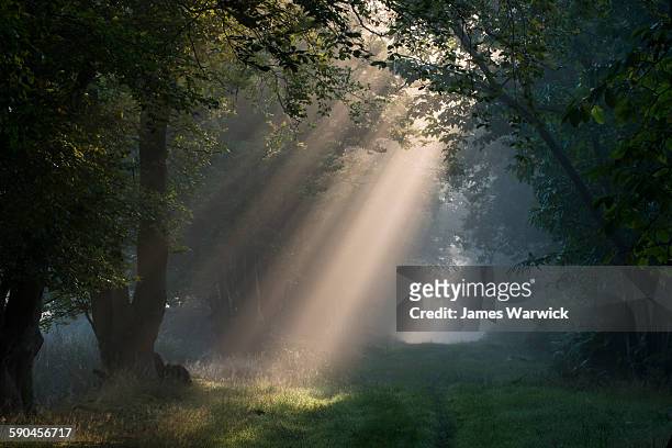 early morning sun rays filtering through woods - raggio di sole foto e immagini stock
