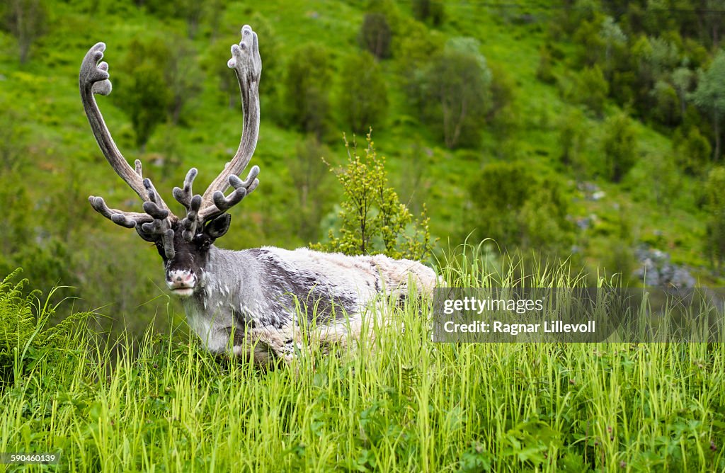 Reindeer Buck