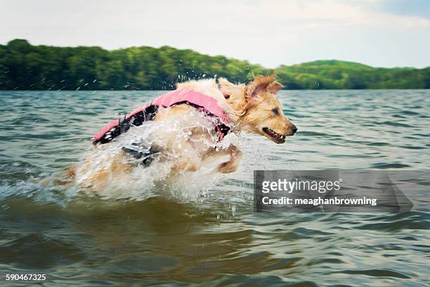 dog wearing a life jacket jumping in the sea - dog jumping stock pictures, royalty-free photos & images