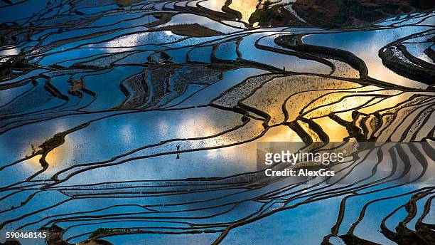 aerial view of terraced rice fields, yuannan, china - paddy fields yunnan stock-fotos und bilder