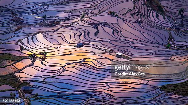 aerial view of terraced rice fields, yuanyang, china - rice paddy stock pictures, royalty-free photos & images