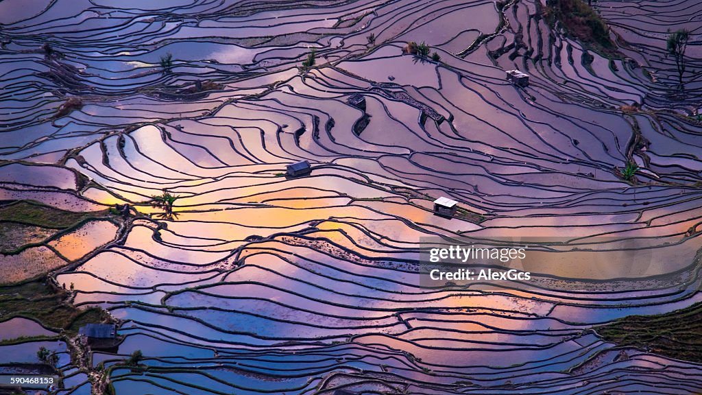 Aerial view of Terraced rice fields, Yuanyang, China