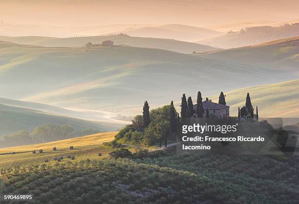 tuscan dreaming - olive tree farm stock pictures, royalty-free photos & images