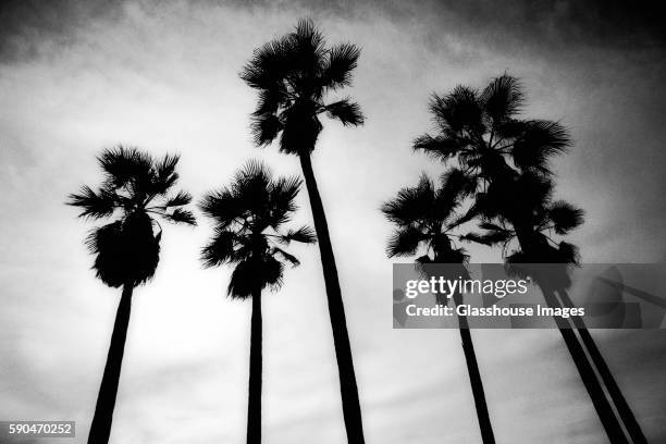 silhouette of palm trees, low angle view, venice beach, california, usa - low angle view of silhouette palm trees against sky stock pictures, royalty-free photos & images