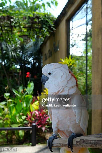 white cockatoo (cacatua galleria) on a branch - cacatua bird stock pictures, royalty-free photos & images