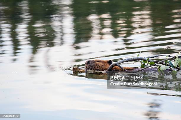 beaver swimming while dragging branch - beaver dam stock pictures, royalty-free photos & images