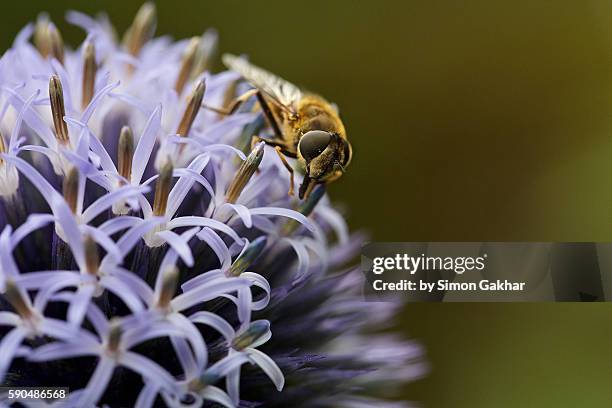 hoverfly on echinops flower head - olhos castanho claros - fotografias e filmes do acervo