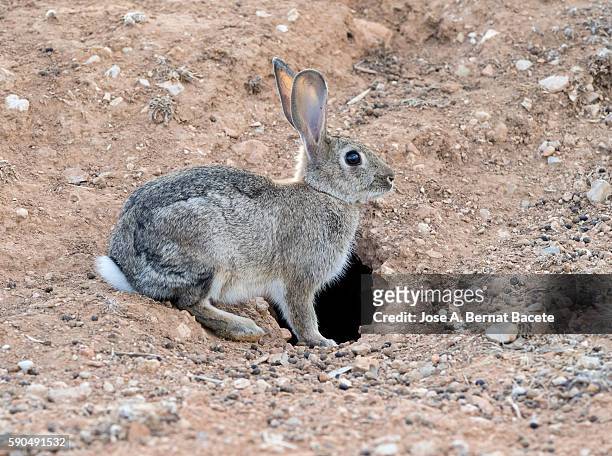 rabbit raised on two legs next to his burrow. ( species oryctolagus cuniculus.) - rabbit burrow stock-fotos und bilder