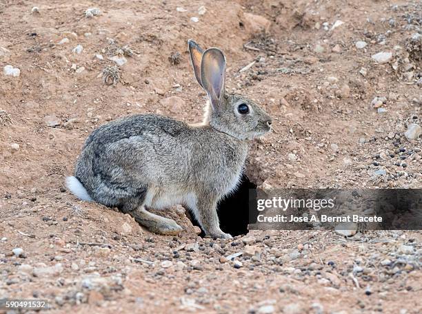 rabbit raised on two legs next to his burrow. ( species oryctolagus cuniculus.) - rabbit burrow stock pictures, royalty-free photos & images