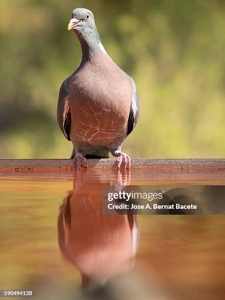 common wood pigeon (columba palumbus) .drinking in a drinking-trough of mountain - columbiformes stock-fotos und bilder