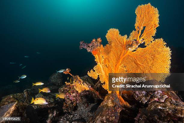 Mergui Archipelago Photos and Premium High Res Pictures - Getty Images
