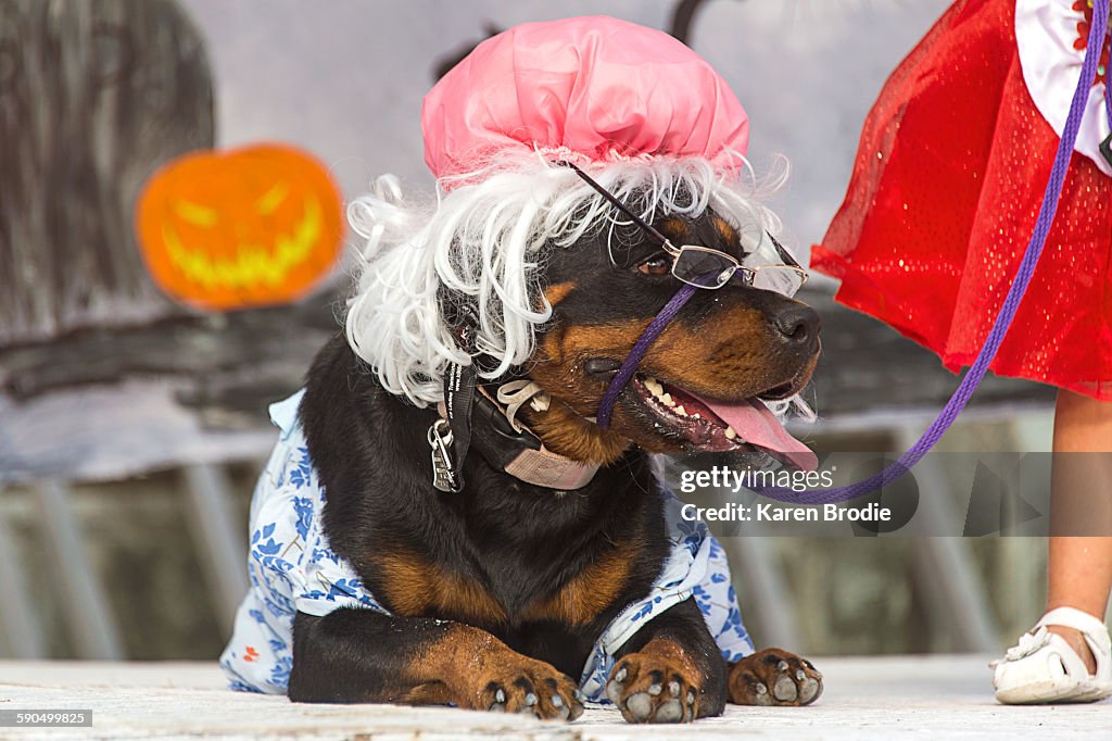 Halloween Pets