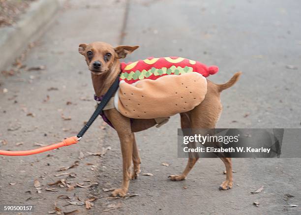 halloween pets - dog parade stock pictures, royalty-free photos & images